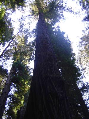 048 Redwood Forest - Big Tree Area 16 web.jpg