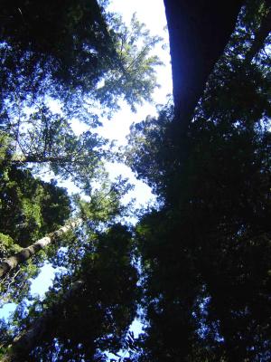 051 Redwood Forest - Big Tree Area 19 web.jpg
