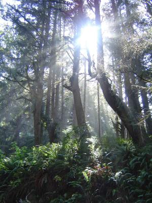 057 Redwood Forest - Fern Canyon 1 web.jpg
