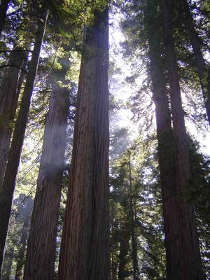 089 Redwood Forest - Lady Bird Johnson 11 web.jpg
