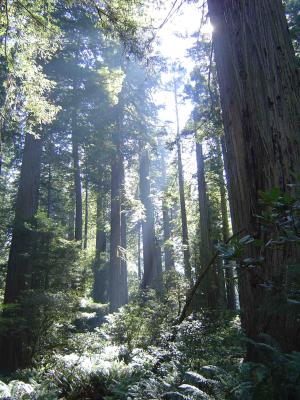 090 Redwood Forest - Lady Bird Johnson 12 web.jpg