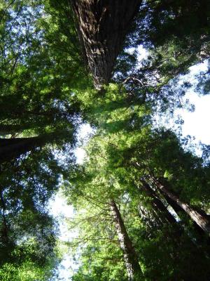 105 Redwood Forest - Tall Trees Grove 3 web.jpg