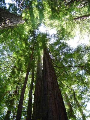 107 Redwood Forest - Tall Trees Grove 5 web.jpg