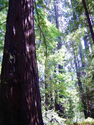 109 Redwood Forest - Tall Trees Grove 7 web.jpg