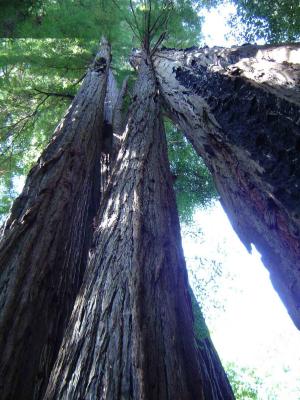 114 Redwood Forest - Tall Trees Grove 12 web.jpg