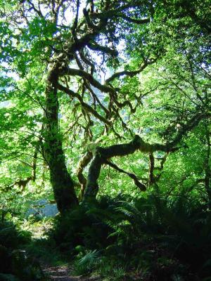 118 Redwood Forest - Tall Trees Grove 16 web.jpg