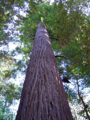 132 Redwood Forest - Tall Trees Grove - Tallest Tree 1 web.jpg