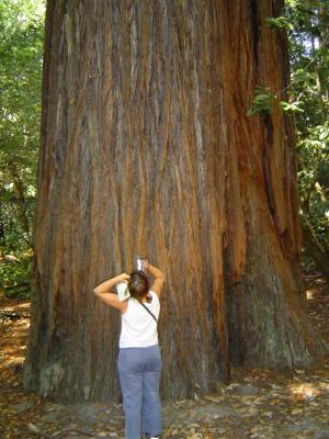 133 Redwood Forest - Tall Trees Grove - Tallest Tree 2 web.jpg