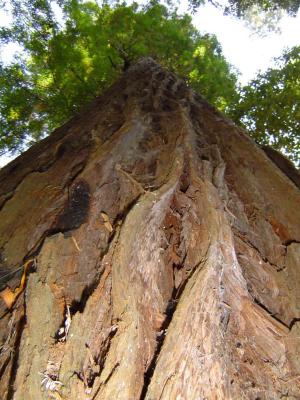 134 Redwood Forest - Tall Trees Grove - Tallest Tree 3 web.jpg