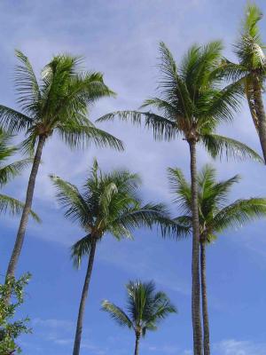Palm Trees on Maui (3) web.jpg