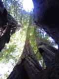 083 Redwood Forest - Lady Bird Johnson 4 web.jpg
