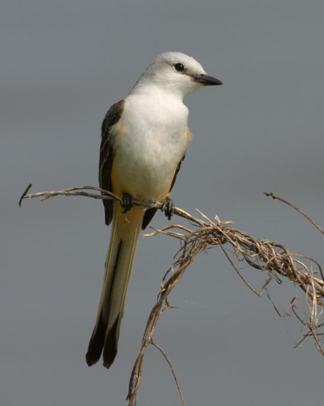 Scissortail Flycatcher