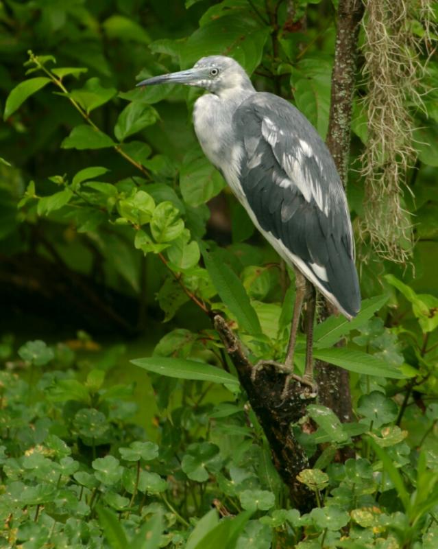 Immature Little Blue Heron 0211