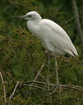 Immature Egrets