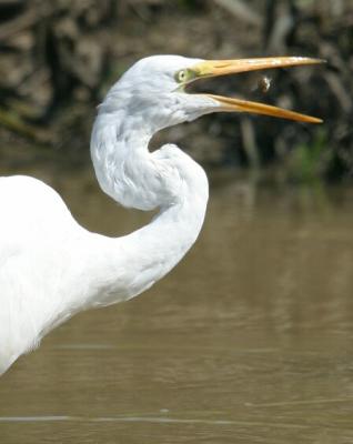 Great Egret 4292