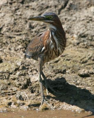 Green Heron 4589