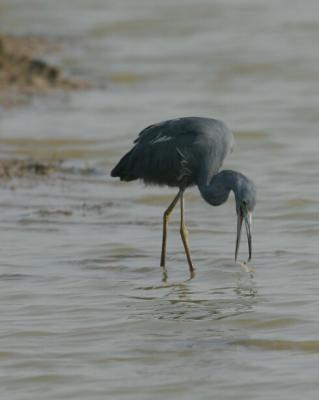 Little Blue Heron 4870