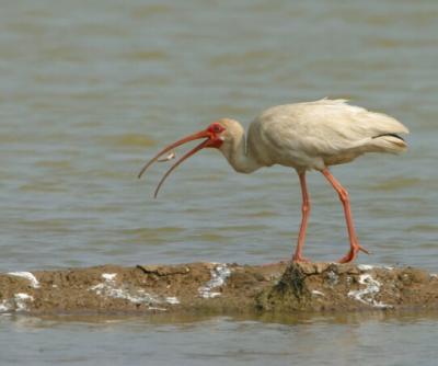 White Ibis 5013