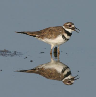 Killdeer 3499-c.jpg