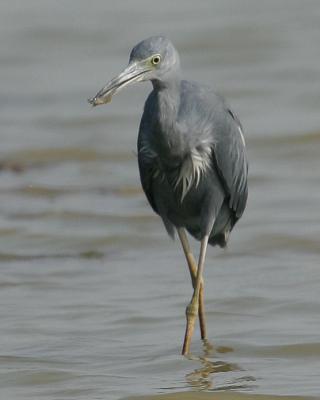 Little Blue Heron 4873