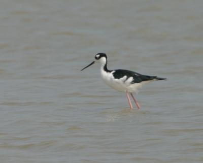 Black Necked Stilt 5046