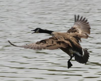 Canada goose landing-1