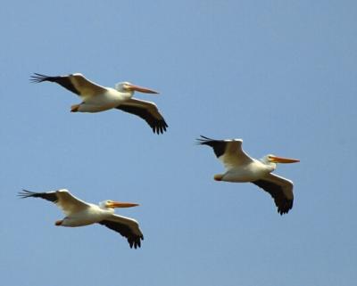 White Pelicans 6942