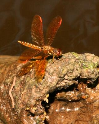 CRW_0545-a.jpg