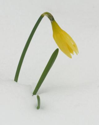 Daffodil 0990