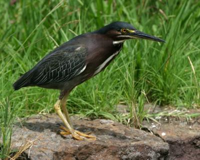 Green Heron 1927