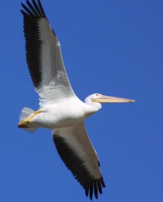 White Pelican 2707