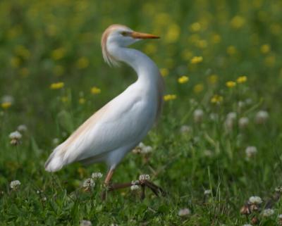 Cattle Egret 4034