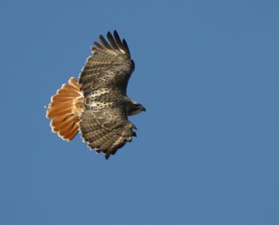 Red Tailed Hawk 7693