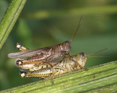 Mating Grasshoppers 4359