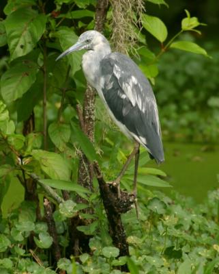 Immature Little Blue Heron 0217