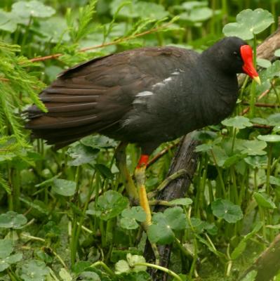 Common Moorhen 0626