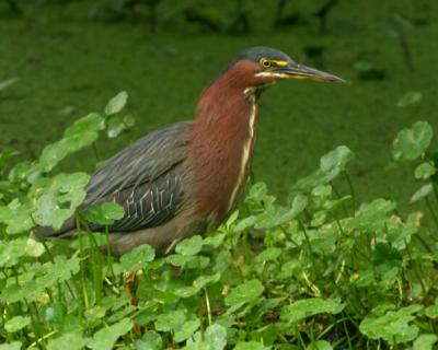 Green Heron 0686