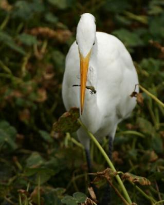 Great Egret 7668