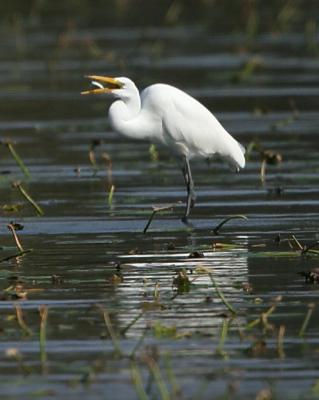 Great Egret with meal 8153