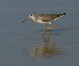 Greater Yellowlegs 4207