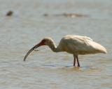 White Ibis 4673