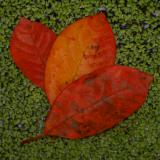 Leaves on Duckweed 2139