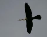 Anhinga 1251