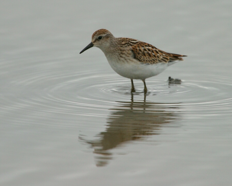 Least Sandpiper 3834