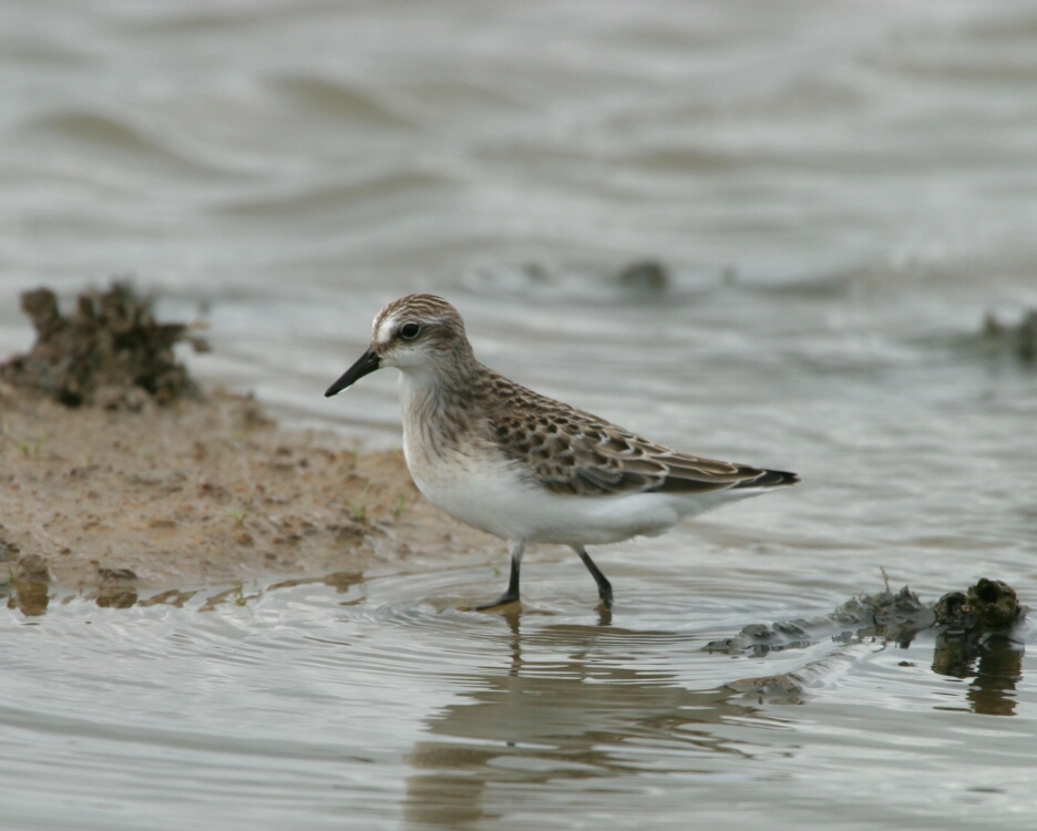 Semipalmated Sandpiper 4128