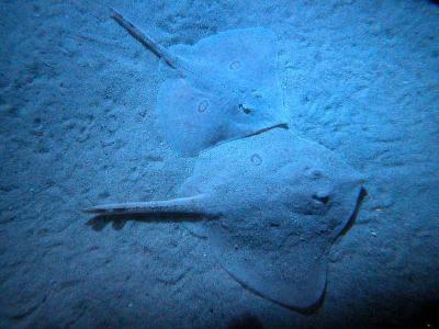 Skates hiding in the sand