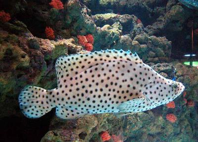 Panther Grouper