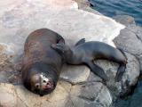 Sea Lions