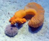 Sea Pen and Sea Urchin