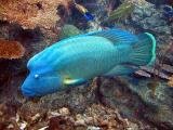 Napoleon hump head wrasse ( Cheilinus undulatus)